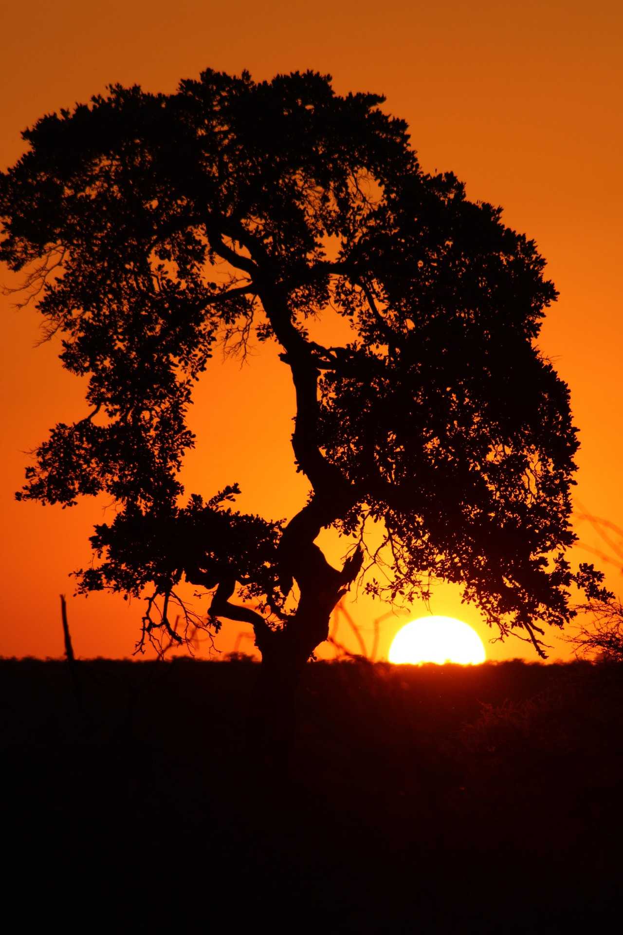 Mozambico: dalla Savana all'Oceano — Savana e Costa, Mozambico
